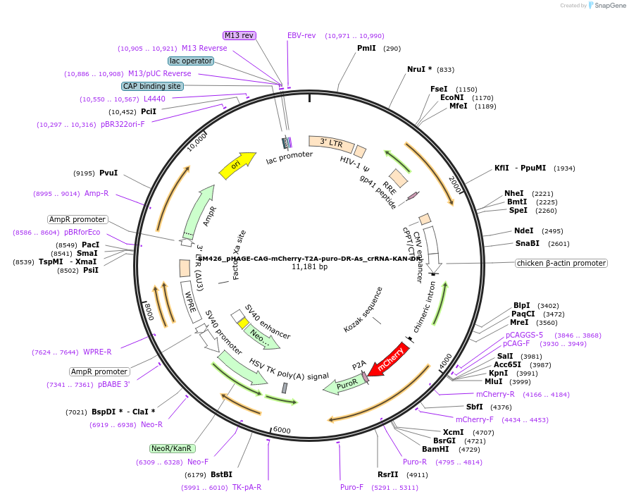 244226-plasmid-map-sequence-id-492579