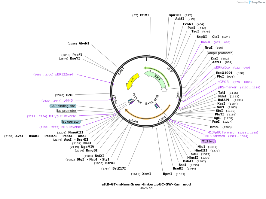 244895-plasmid-map-sequence-id-492590