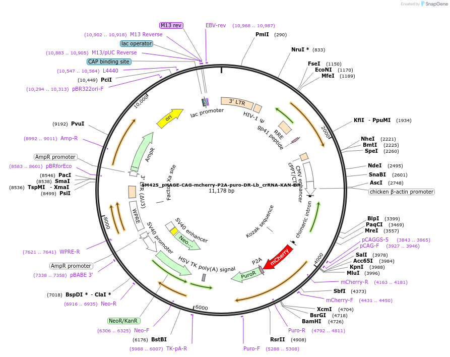 244225-plasmid-map-sequence-id-492591