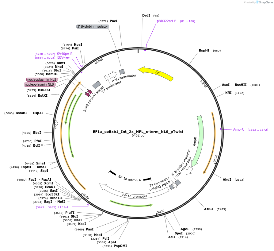 244901-plasmid-map-sequence-id-492596