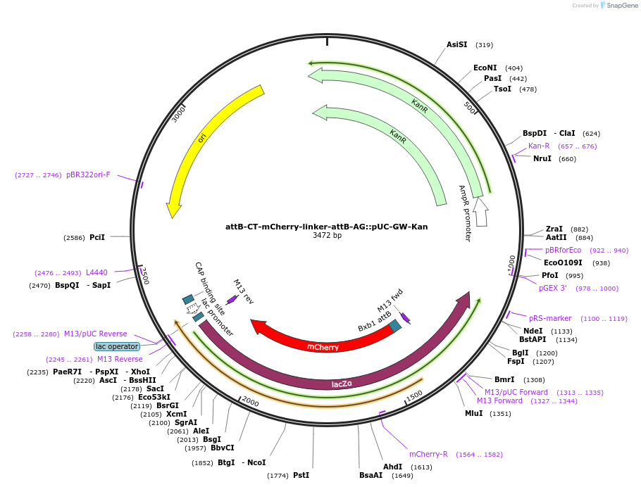 244900-plasmid-map-sequence-id-492598