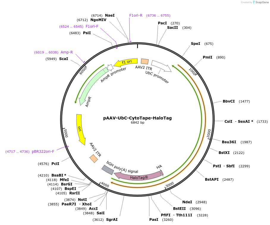 239616-plasmid-map-sequence-id-492622