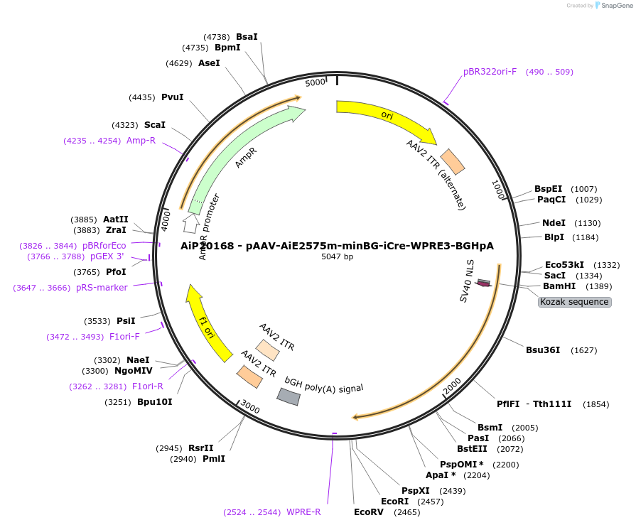 230804-plasmid-map-sequence-id-492625