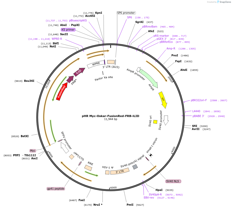 223289-plasmid-map-sequence-id-492632