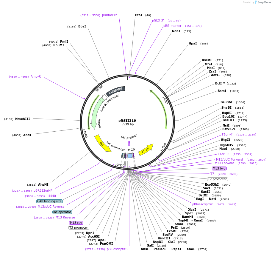 35459-plasmid-map-sequence-id-49266