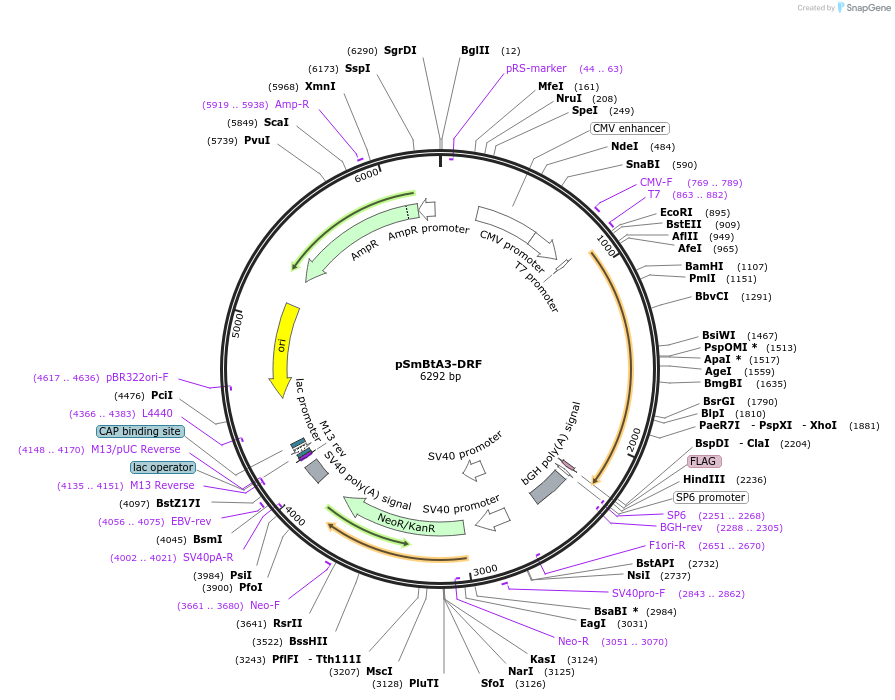 245787-plasmid-map-sequence-id-492662