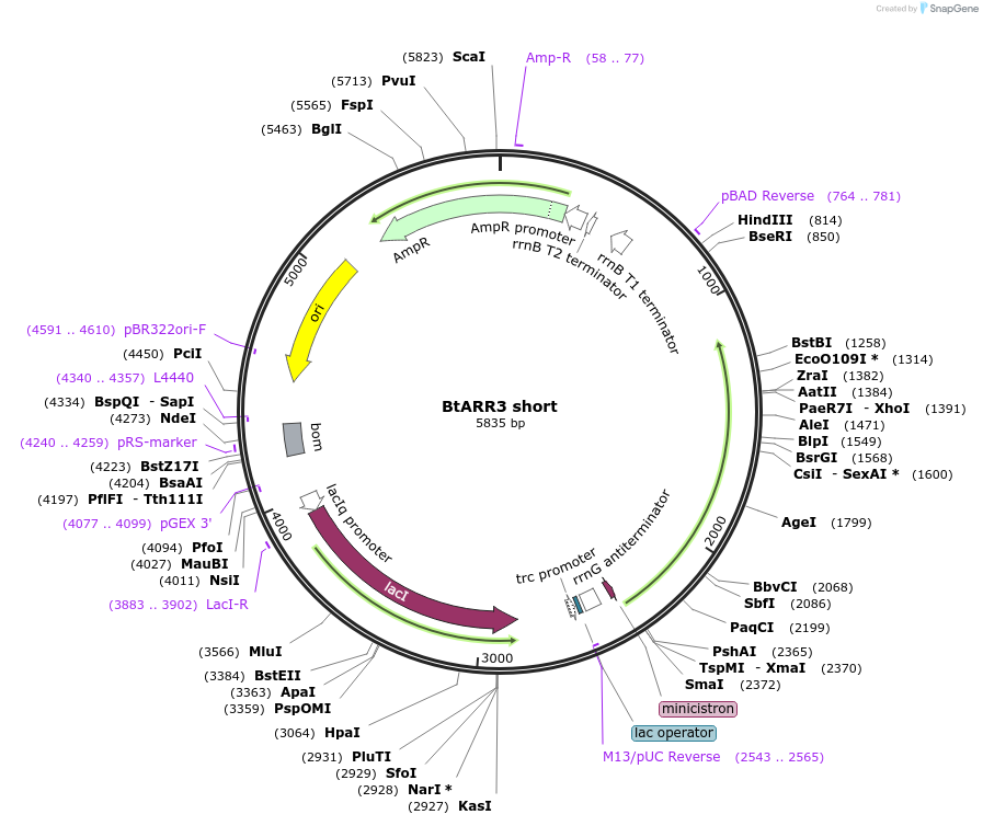 245790-plasmid-map-sequence-id-492663