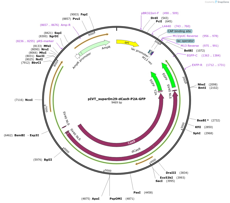 247166-plasmid-map-sequence-id-492671
