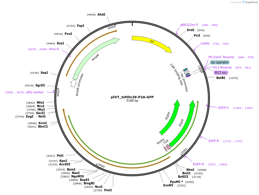 247164-plasmid-map-sequence-id-492676