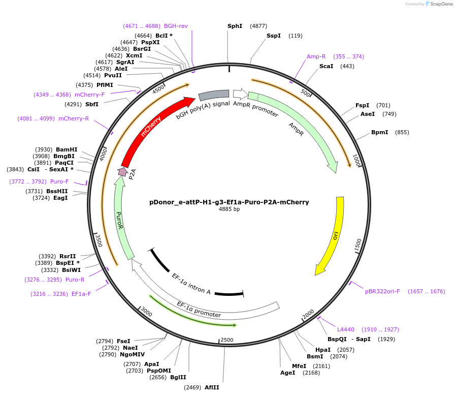 247160-plasmid-map-sequence-id-492681