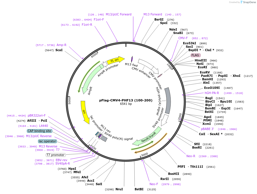 246095-plasmid-map-sequence-id-492688