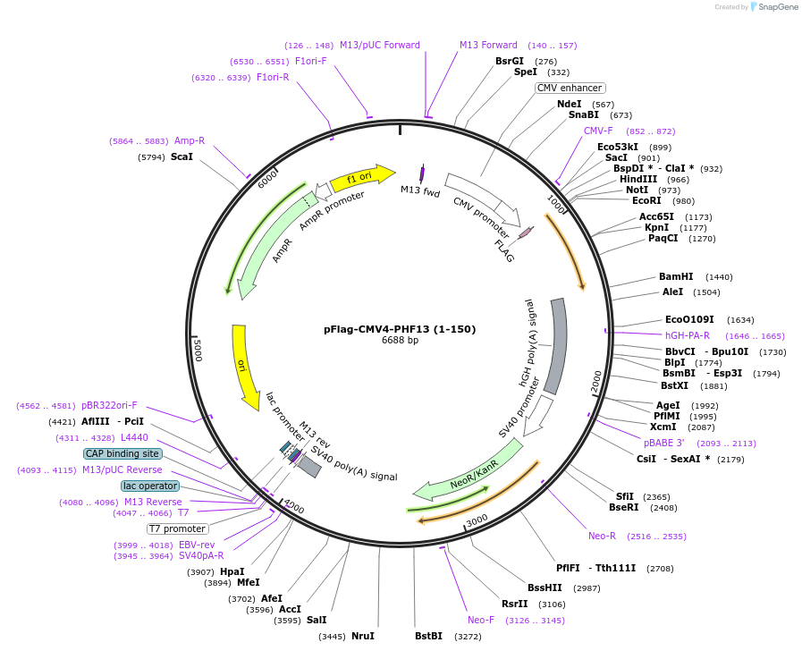 246096-plasmid-map-sequence-id-492689