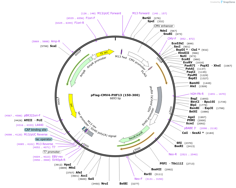 246097-plasmid-map-sequence-id-492690