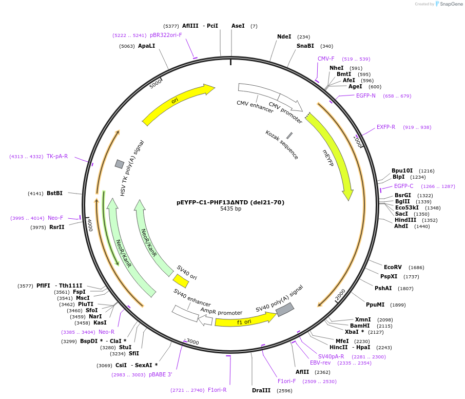 246100-plasmid-map-sequence-id-492693