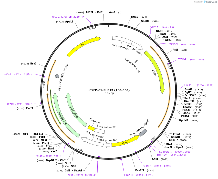 246102-plasmid-map-sequence-id-492695