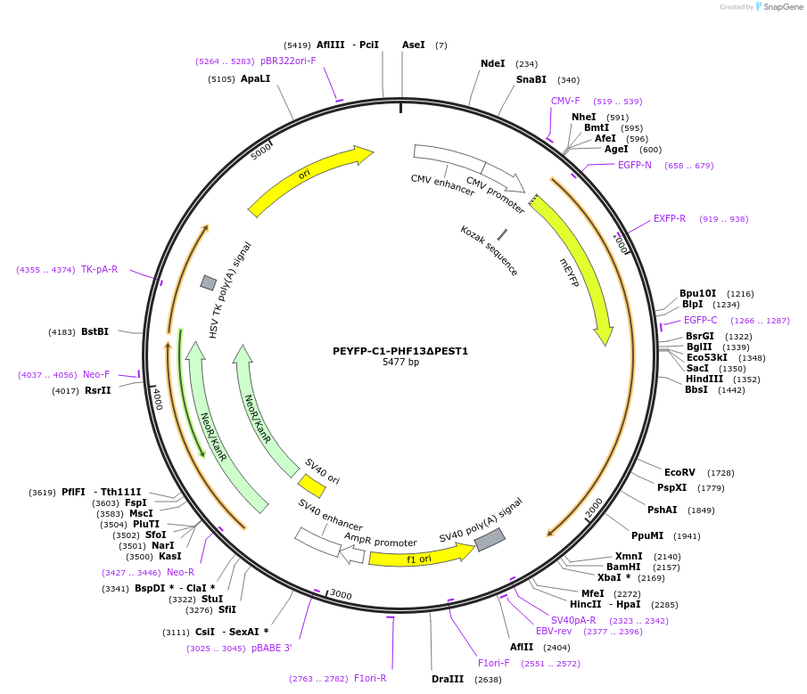 246103-plasmid-map-sequence-id-492697