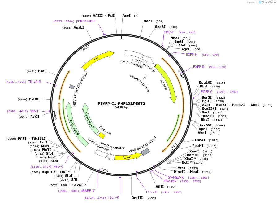 246104-plasmid-map-sequence-id-492698