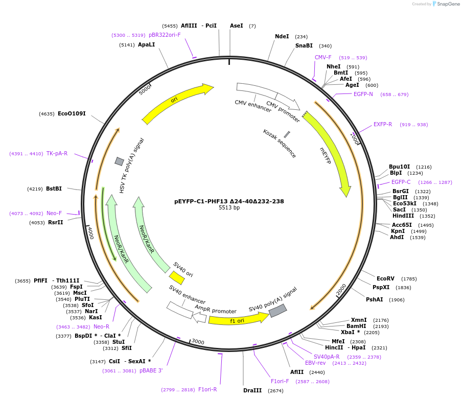 246105-plasmid-map-sequence-id-492699