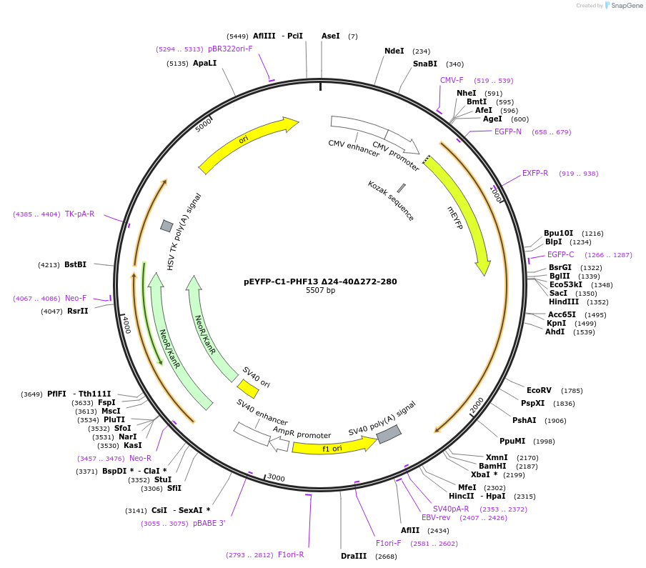 246106-plasmid-map-sequence-id-492700
