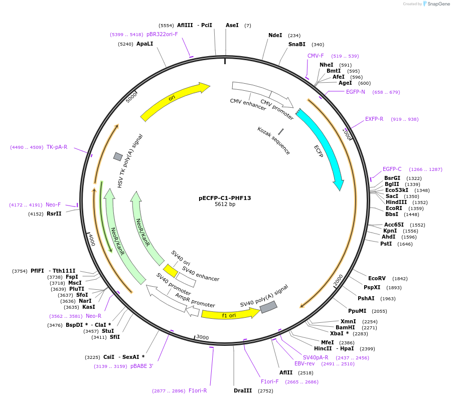 246107-plasmid-map-sequence-id-492701