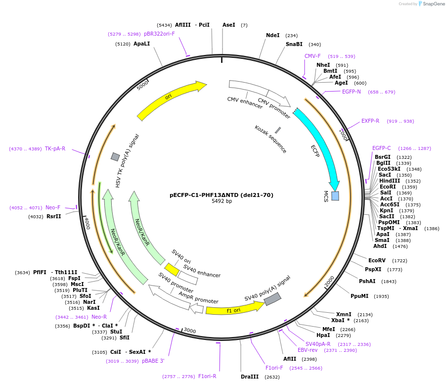 246108-plasmid-map-sequence-id-492702
