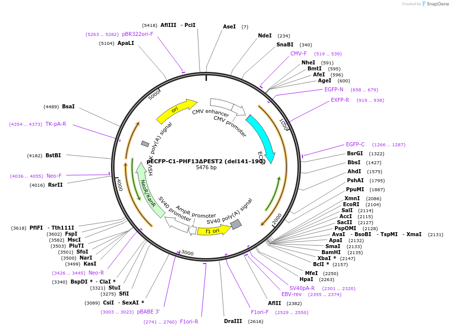 246109-plasmid-map-sequence-id-492703