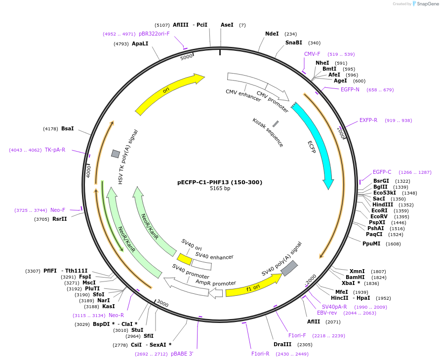 246111-plasmid-map-sequence-id-492705