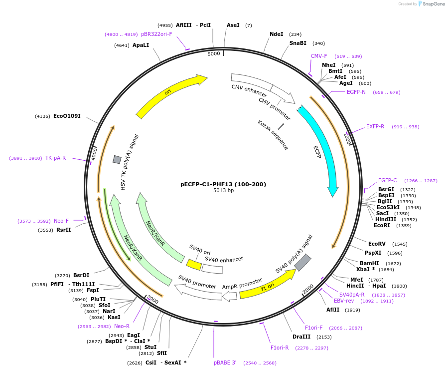 246112-plasmid-map-sequence-id-492706
