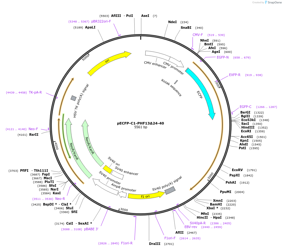 246113-plasmid-map-sequence-id-492707