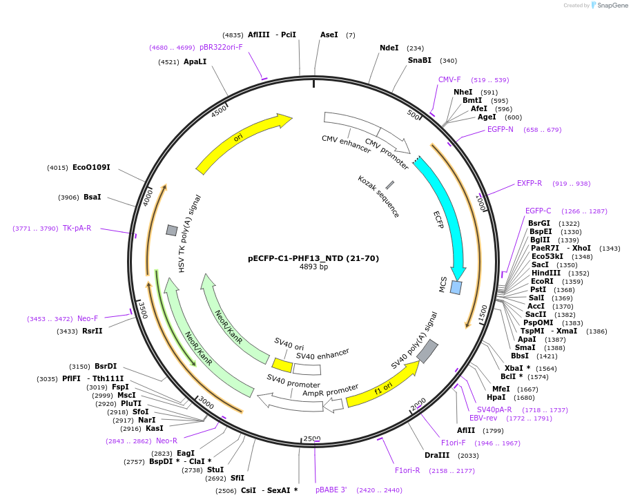 246114-plasmid-map-sequence-id-492708