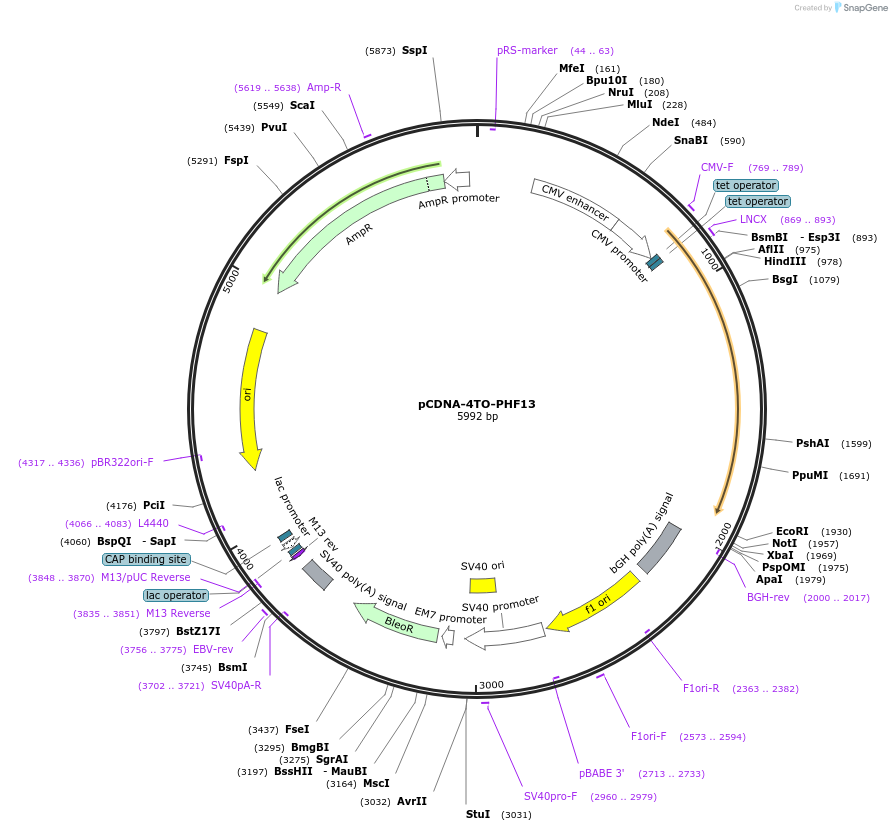 246118-plasmid-map-sequence-id-492729
