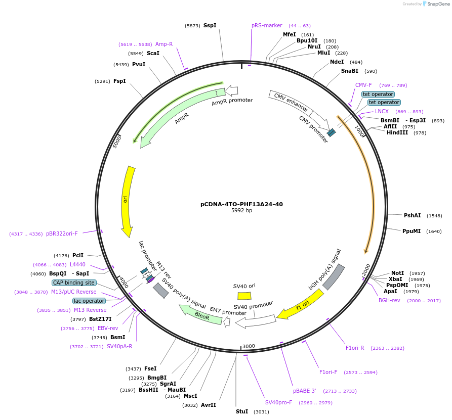 246120-plasmid-map-sequence-id-492731