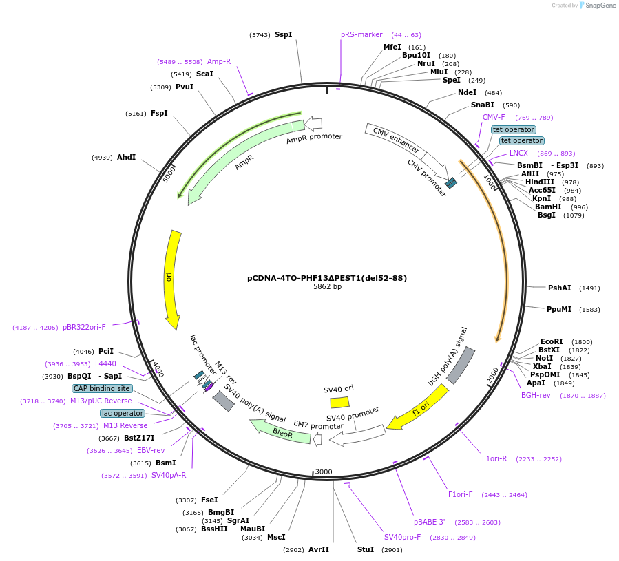246121-plasmid-map-sequence-id-492732