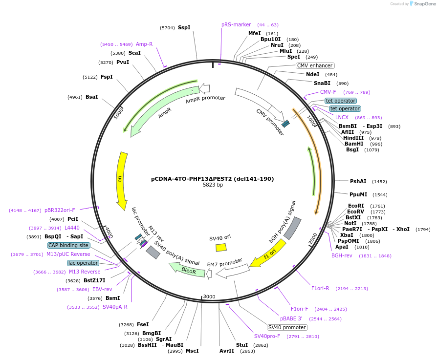 246122-plasmid-map-sequence-id-492733