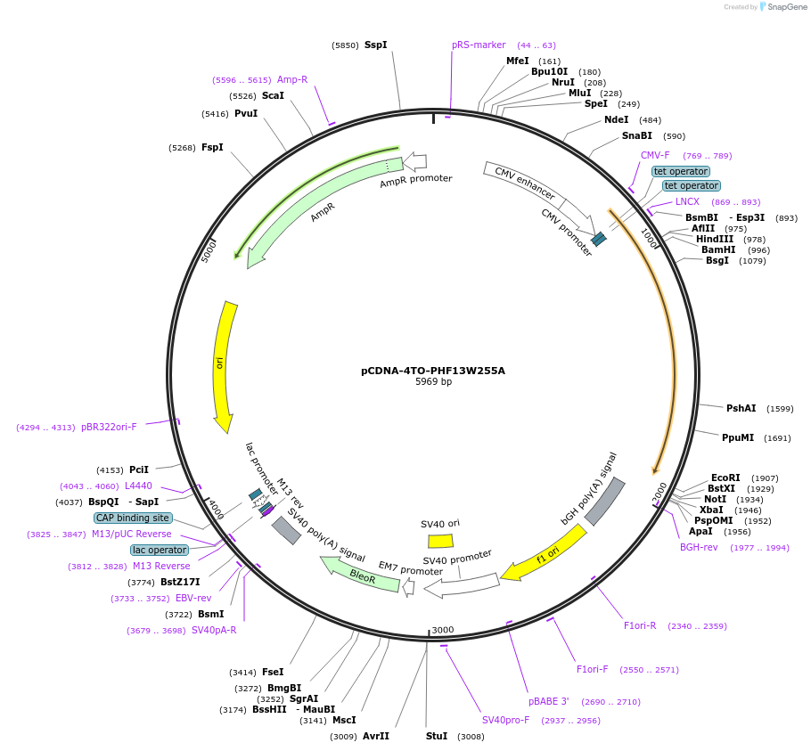 246124-plasmid-map-sequence-id-492735