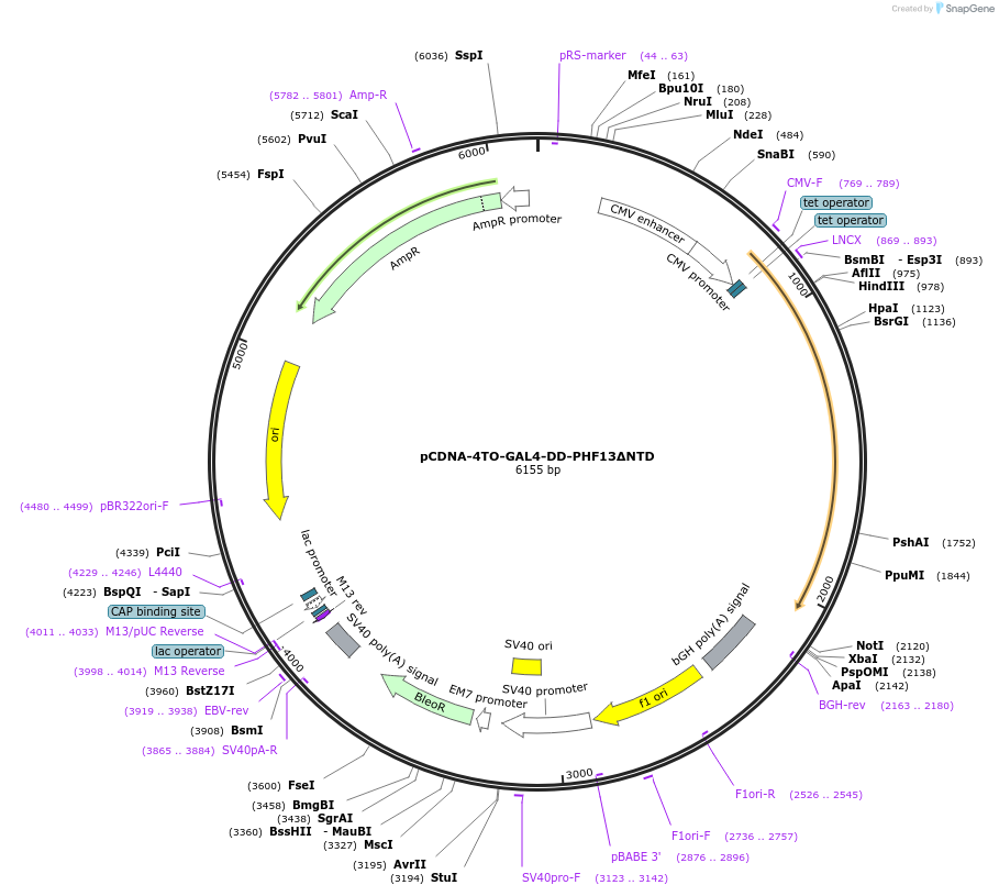 246125-plasmid-map-sequence-id-492739