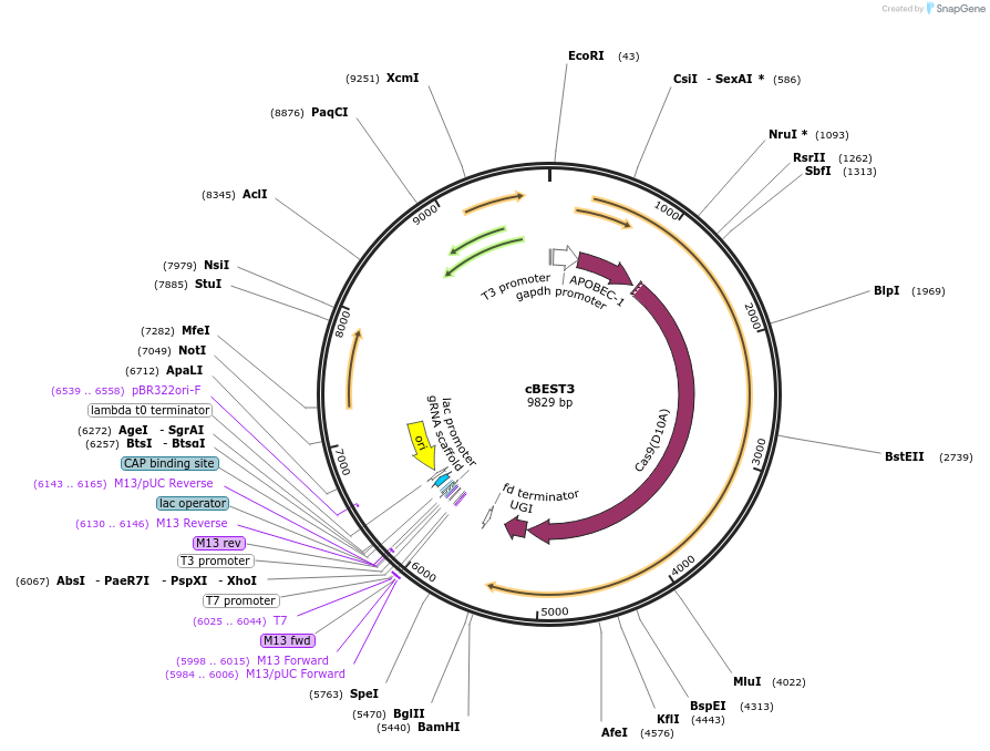 234659-plasmid-map-sequence-id-492747