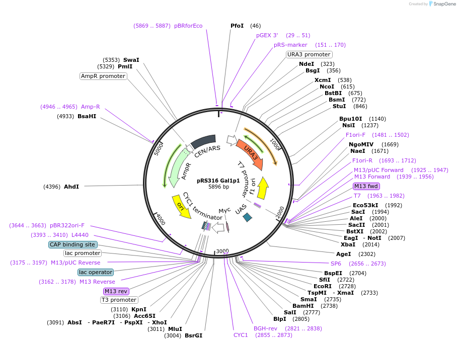 242951-plasmid-map-sequence-id-492808