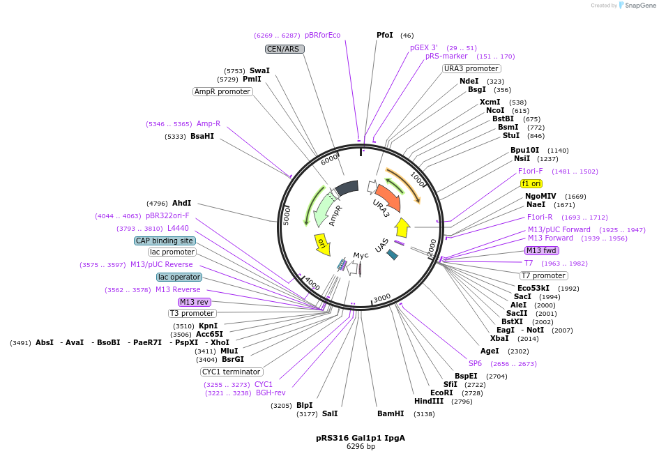 242952-plasmid-map-sequence-id-492809