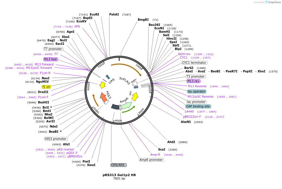 242950-plasmid-map-sequence-id-492810