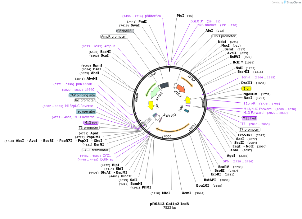 242949-plasmid-map-sequence-id-492812