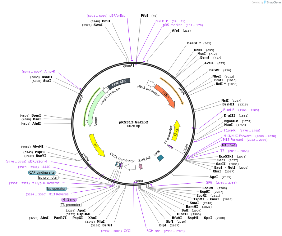 242948-plasmid-map-sequence-id-492818