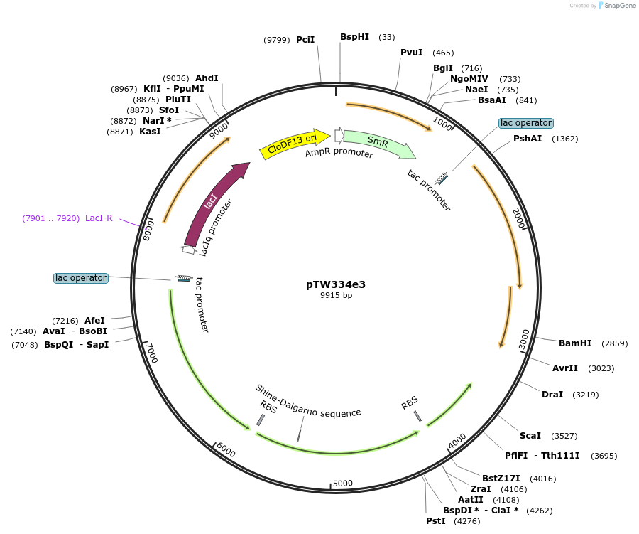 246588-plasmid-map-sequence-id-492819