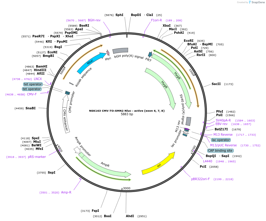 247276-plasmid-map-sequence-id-492861