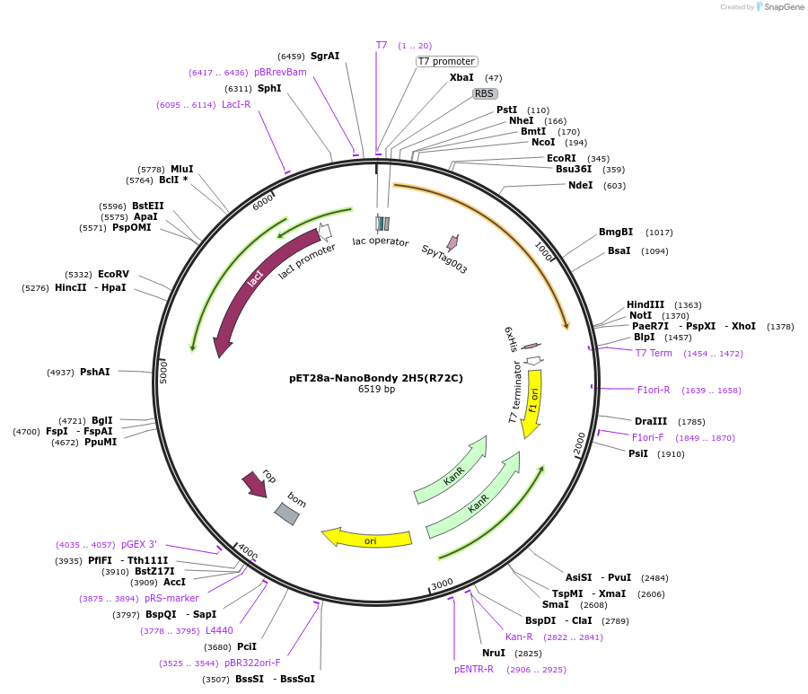 247051-plasmid-map-sequence-id-492863
