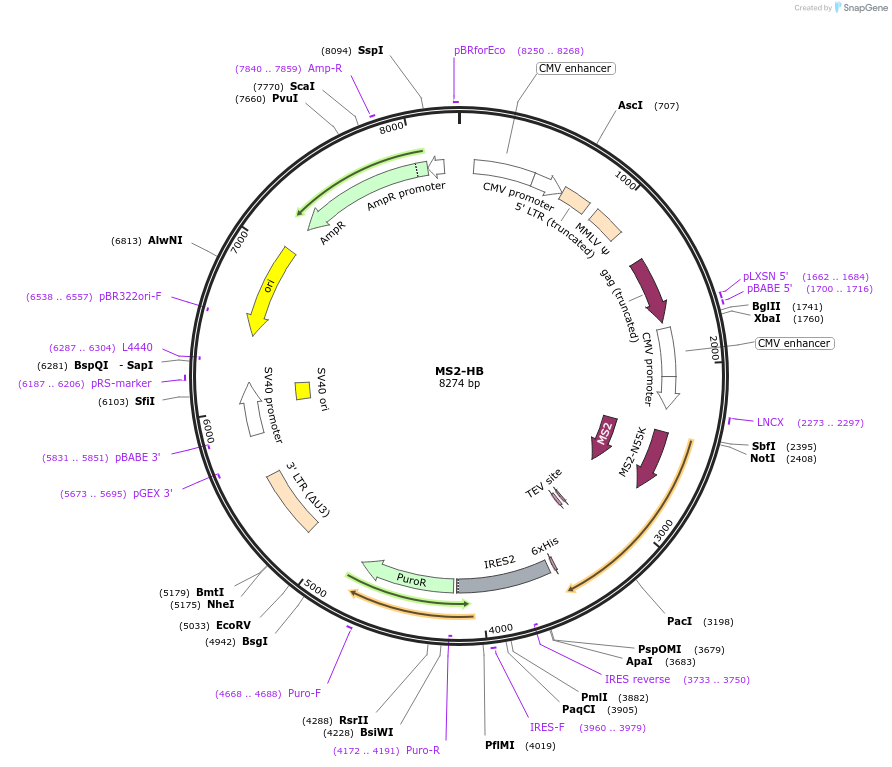 35573-plasmid-map-sequence-id-492864