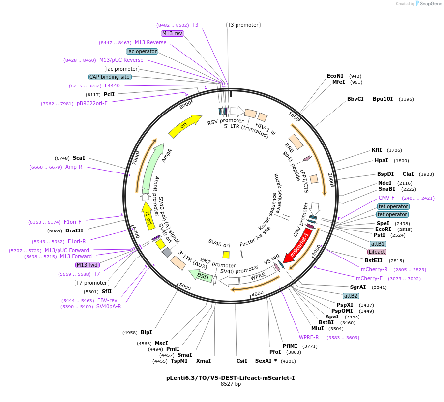 225495-plasmid-map-sequence-id-492869