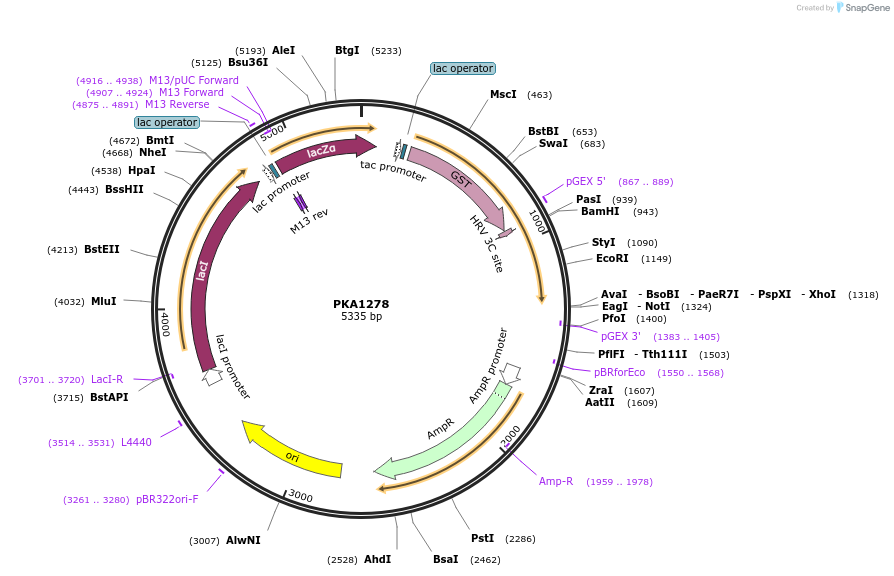 239374-plasmid-map-sequence-id-492906