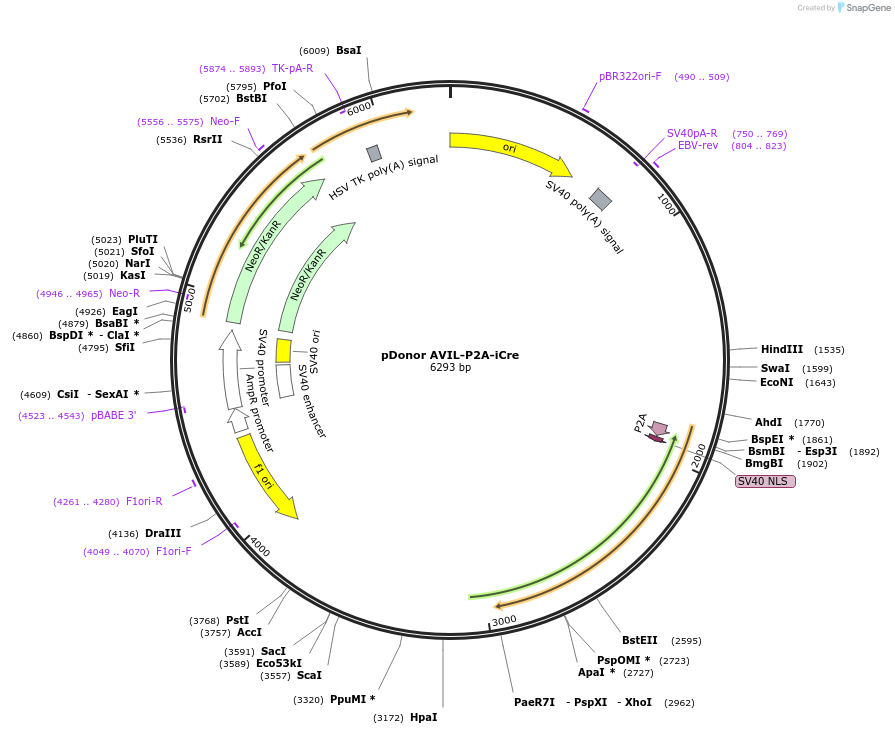 246652-plasmid-map-sequence-id-492914