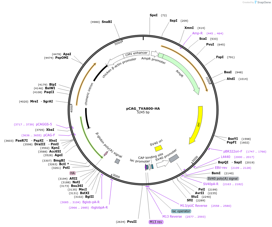 244252-plasmid-map-sequence-id-492943